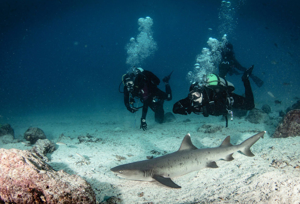 Scuba Diving Vanilla Garden Diving with sharks Vanilla Garden