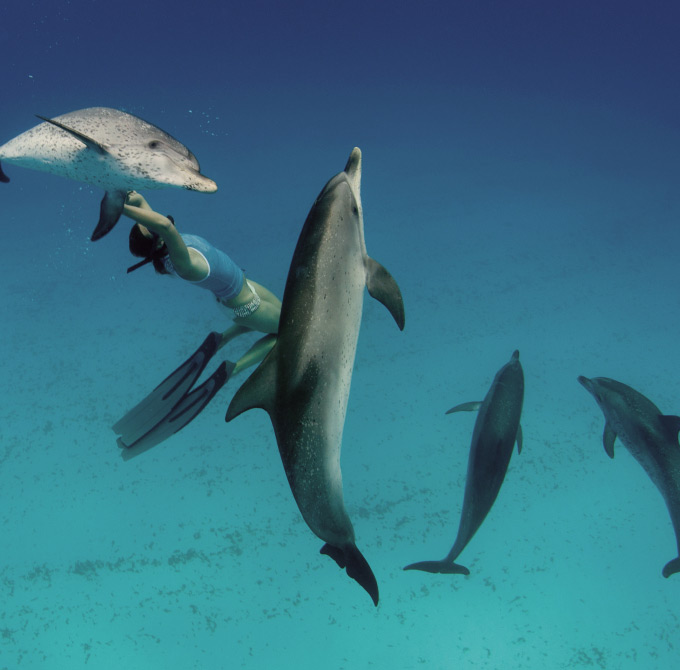 Diving Vanilla Garden Diving with dolphins Vanilla Garden